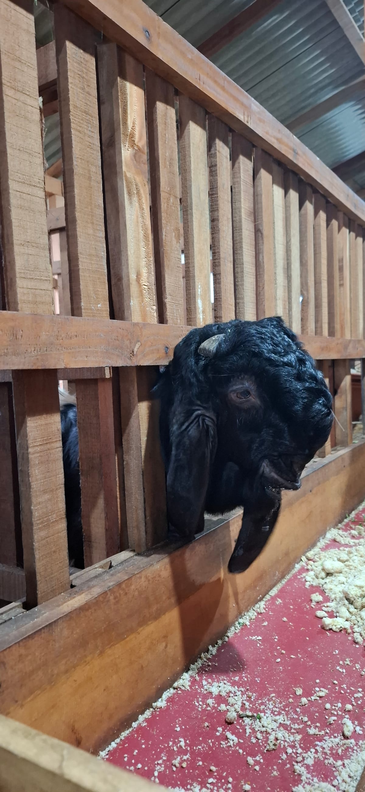 PE Putih Hitam 3