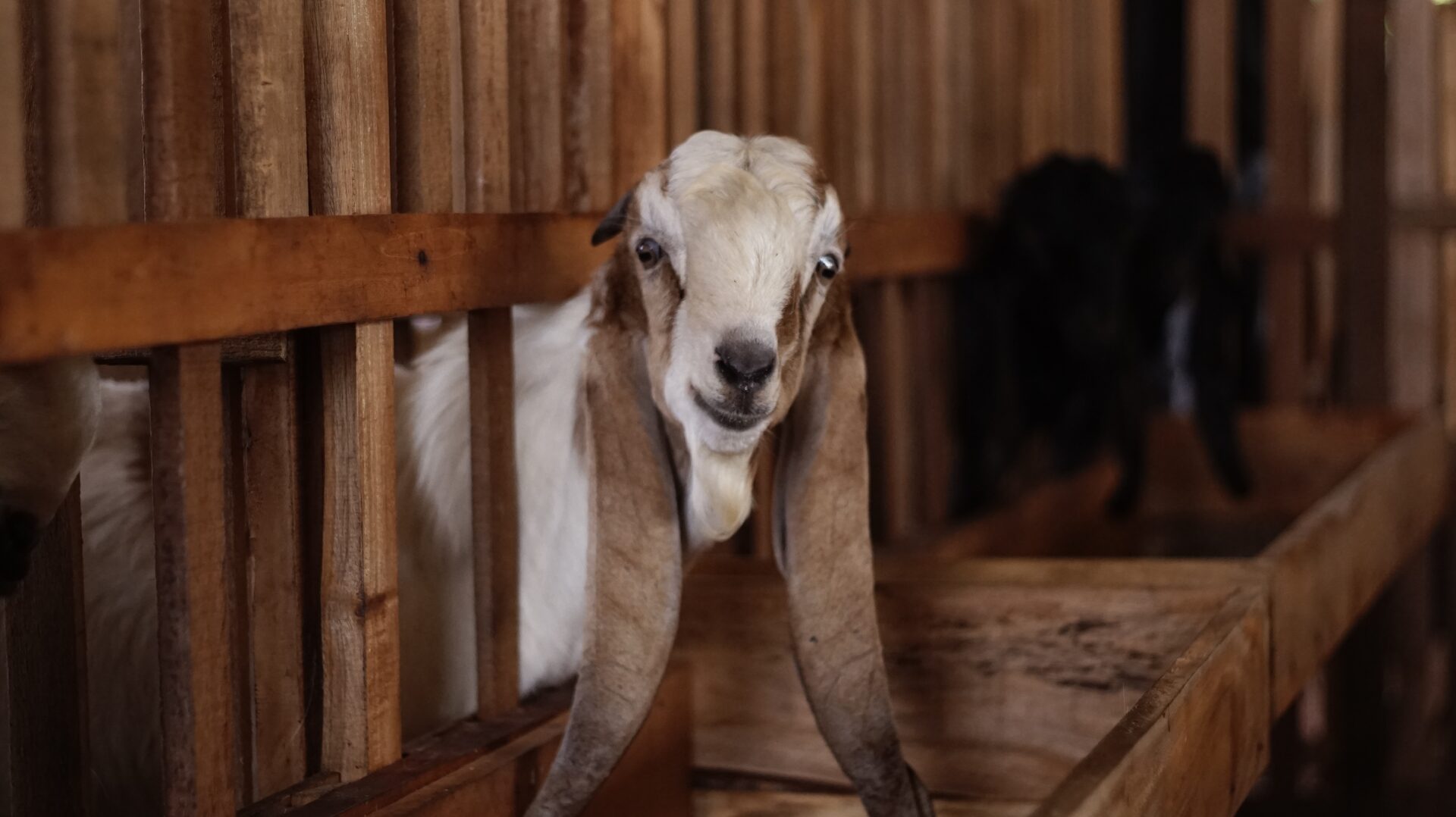 Jawarandu Putih Merah