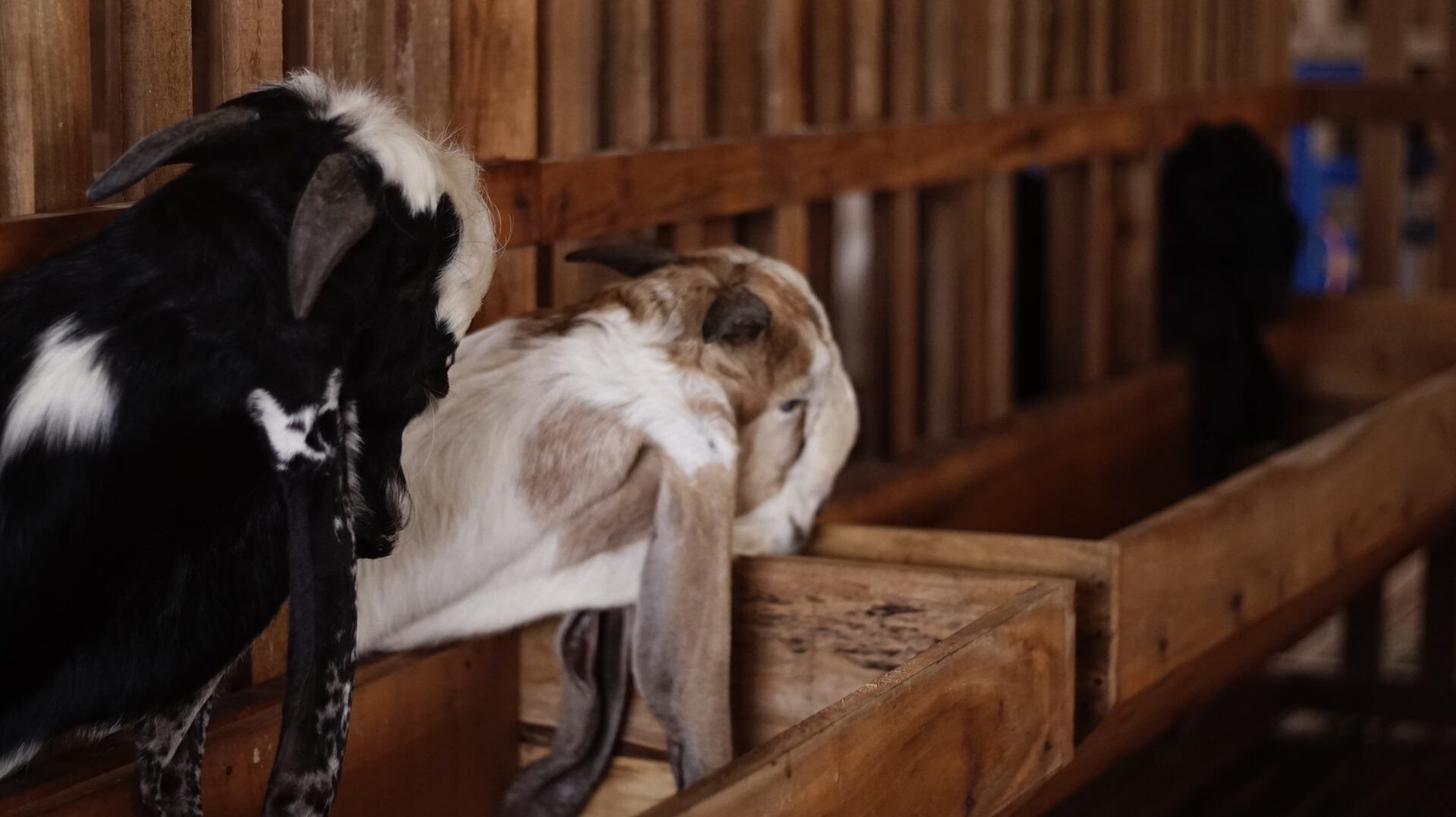 Jawarandu Putih Merah 2