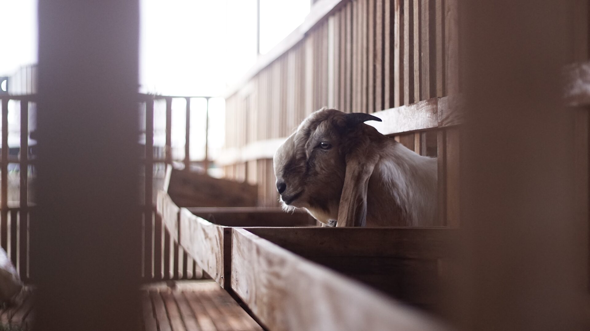 Jawarandu Putih Merah 3