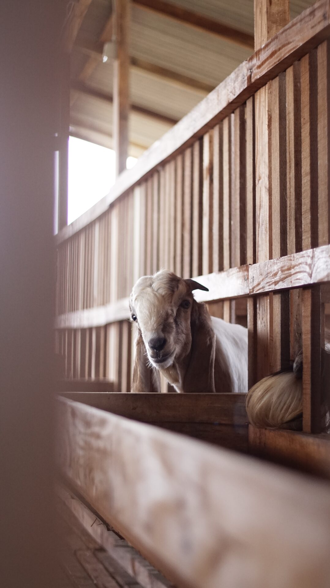 Jawarandu Putih Merah 4