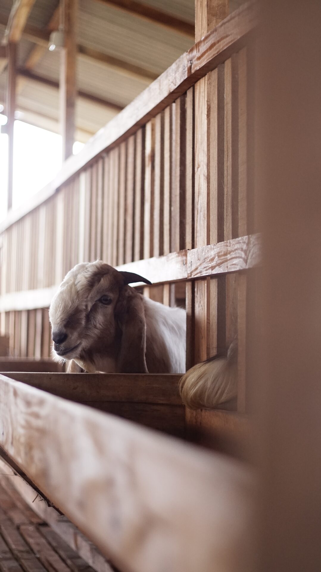 Jawarandu Putih Merah 5