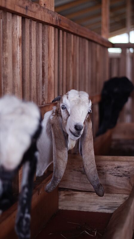 Jawarandu Putih Merah