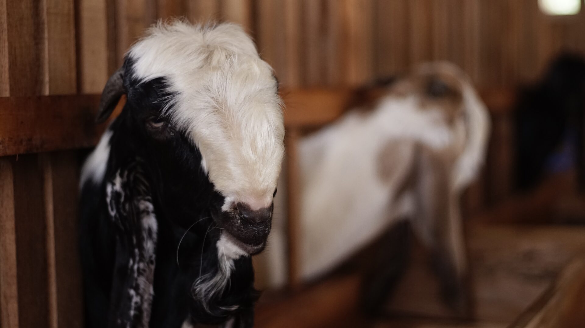 PE Putih Hitam Petak