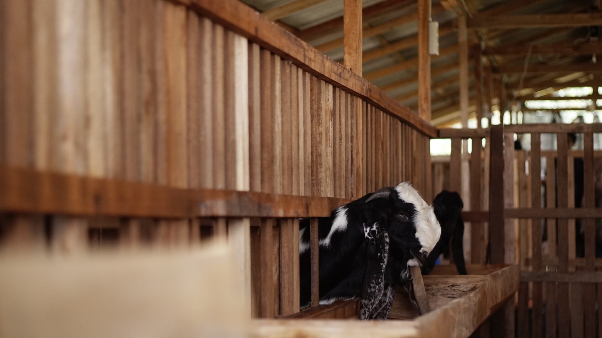 PE Putih Hitam Petak 2