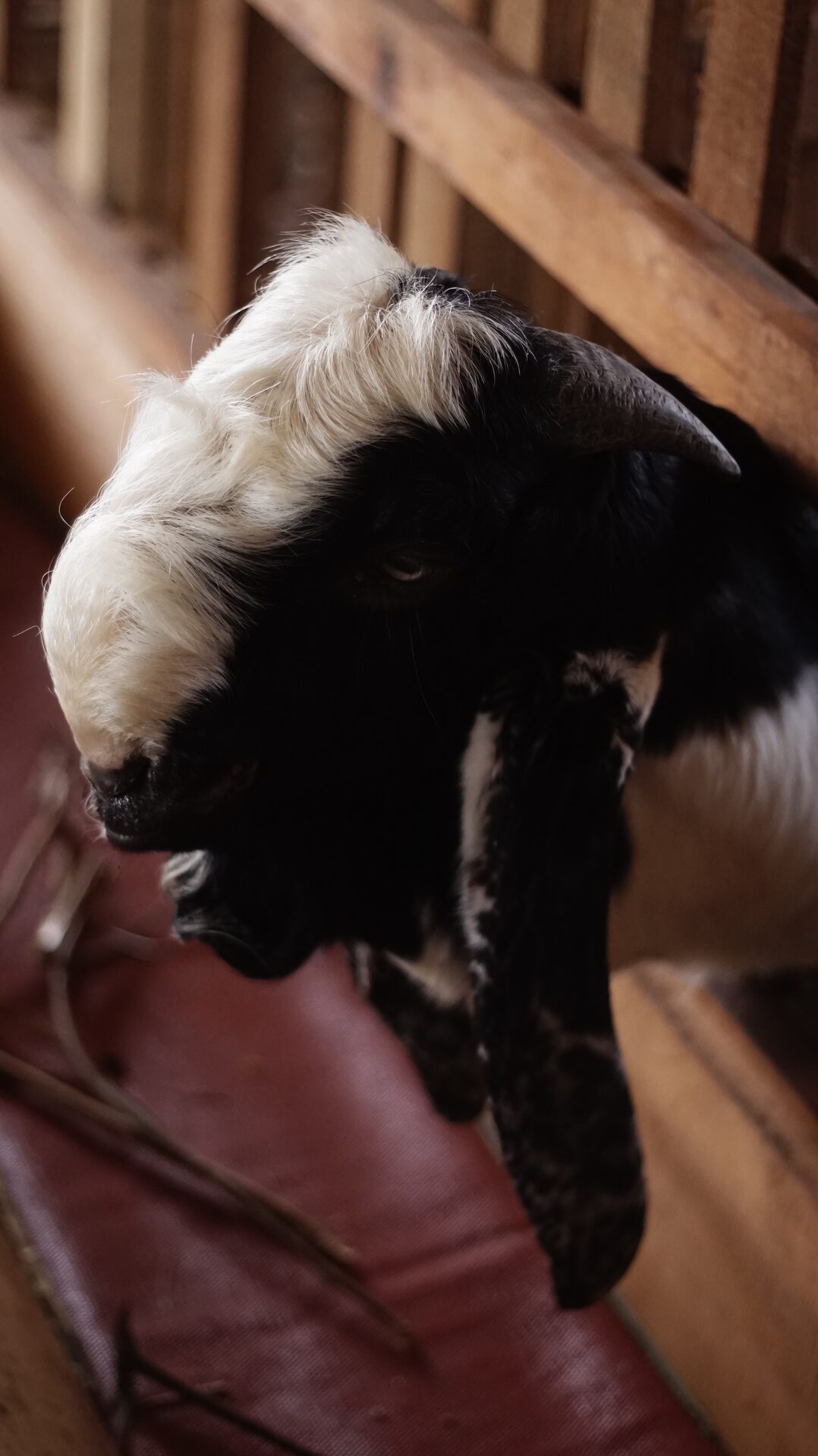 PE Putih Hitam Petak 3