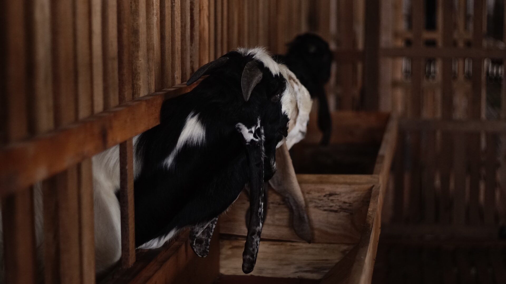 PE Putih Hitam Petak 4