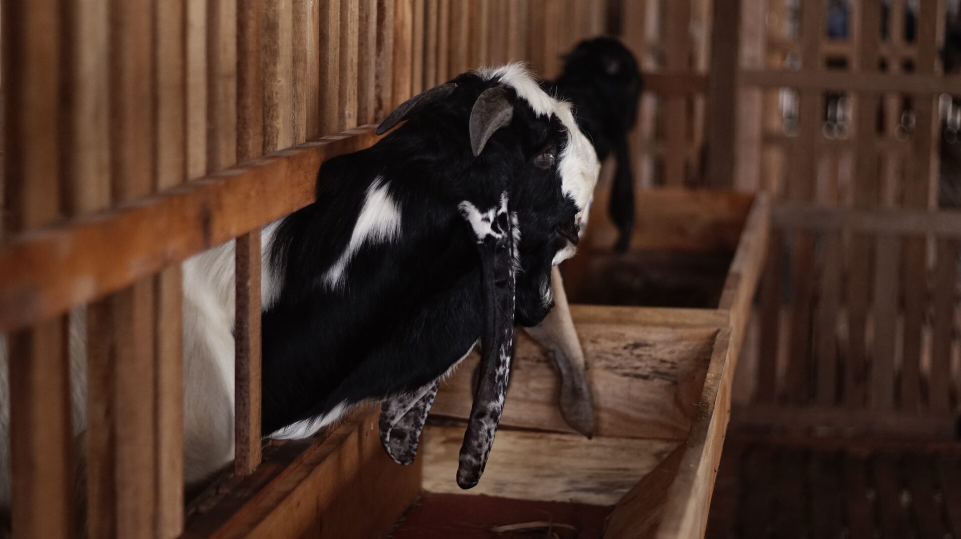 PE Putih Hitam Petak 5