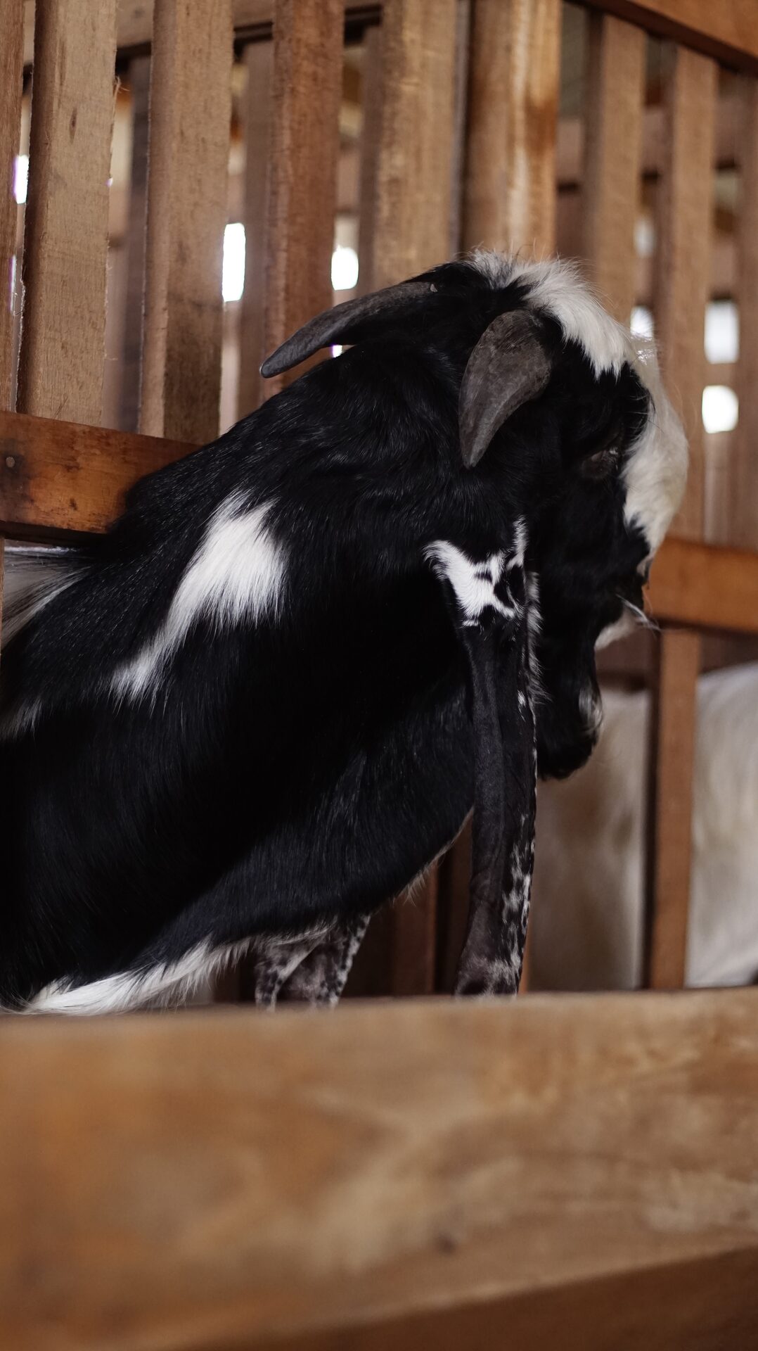 PE Putih Hitam Petak 6