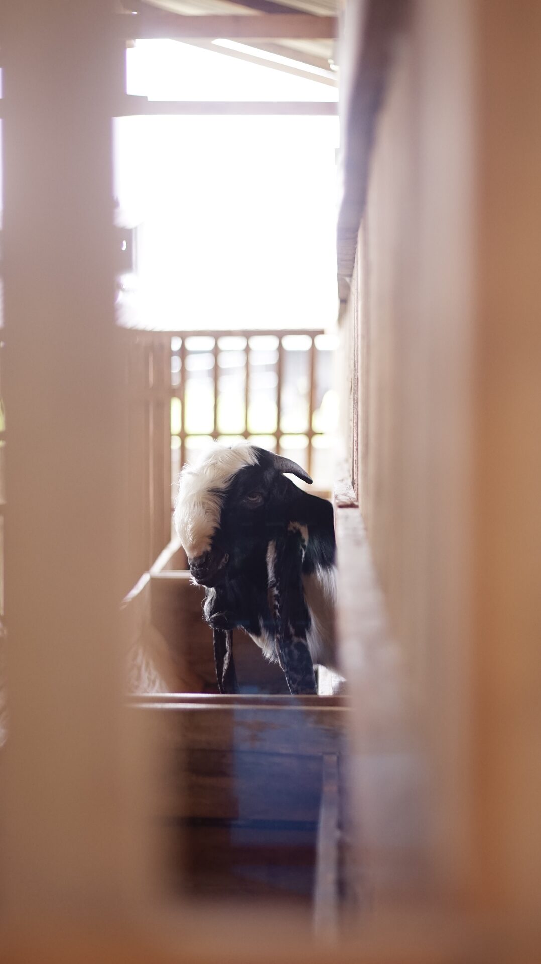 PE Putih Hitam Petak 7