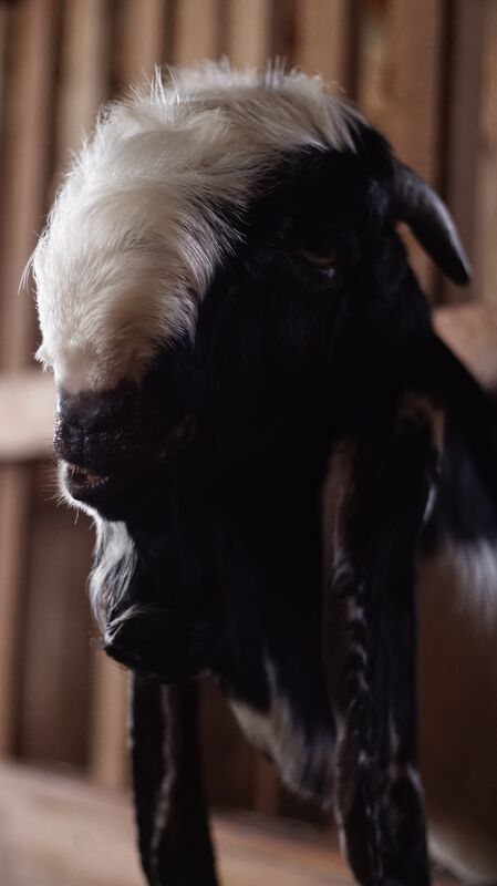 PE Putih Hitam Petak 8