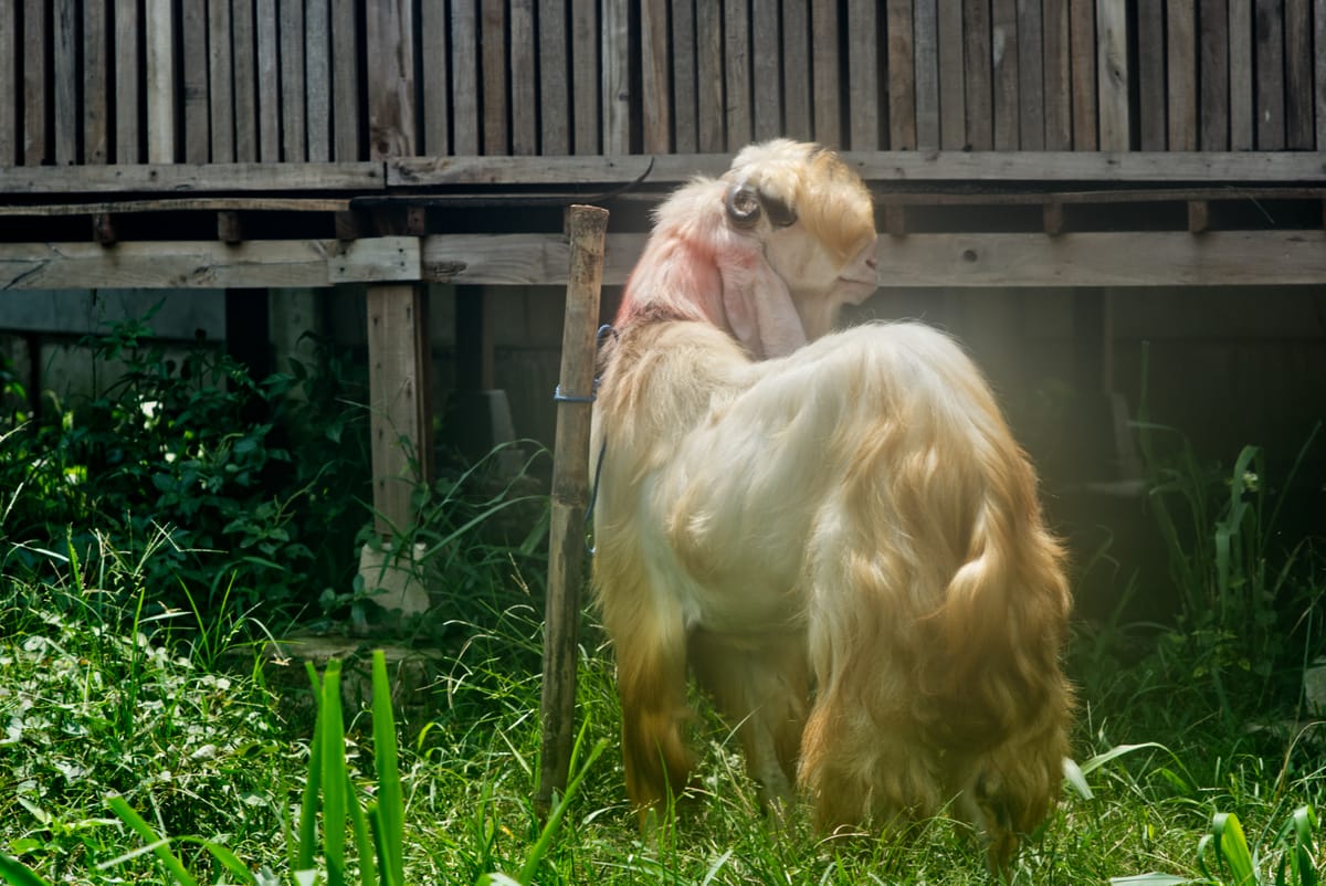 Jawarandu Putih Jumbo