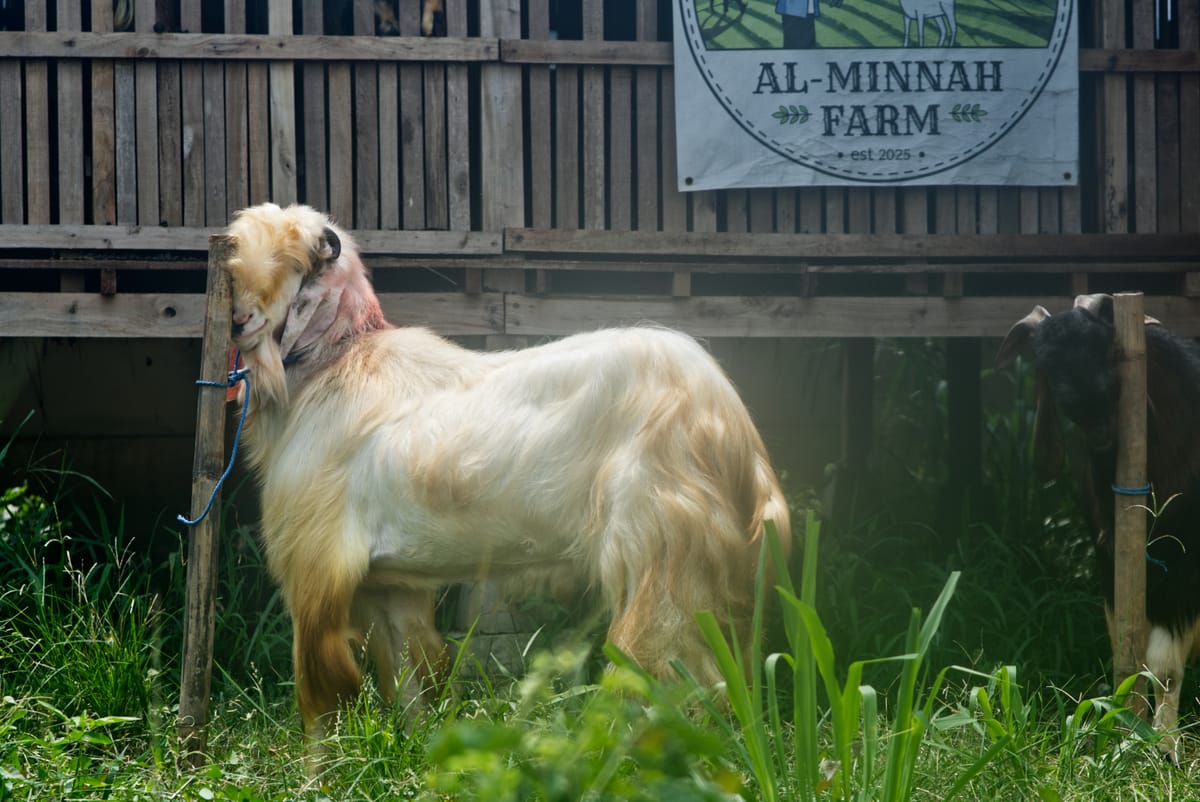 Jawarandu Putih Jumbo 2