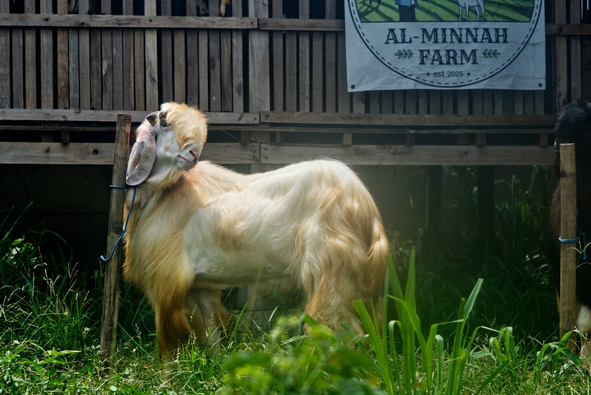 Jawarandu Putih Jumbo 3