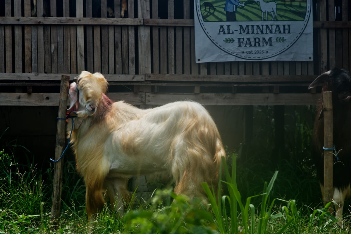 Jawarandu Putih Jumbo 4