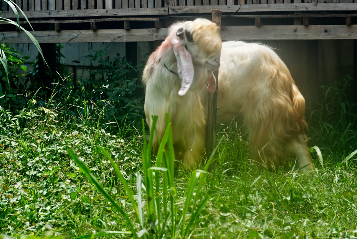 Jawarandu Putih Jumbo 5