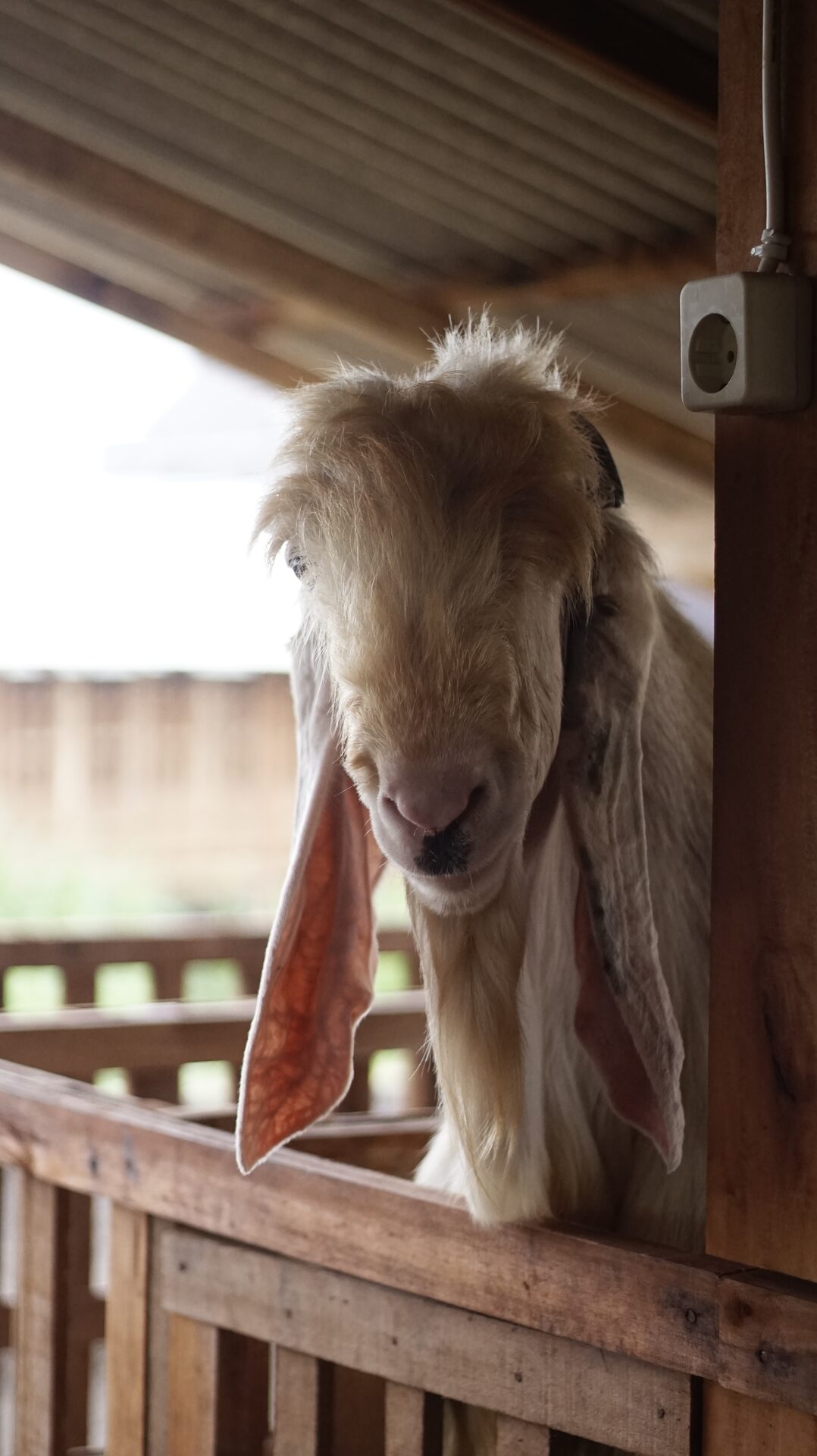 Jawarandu Putih Jumbo 6