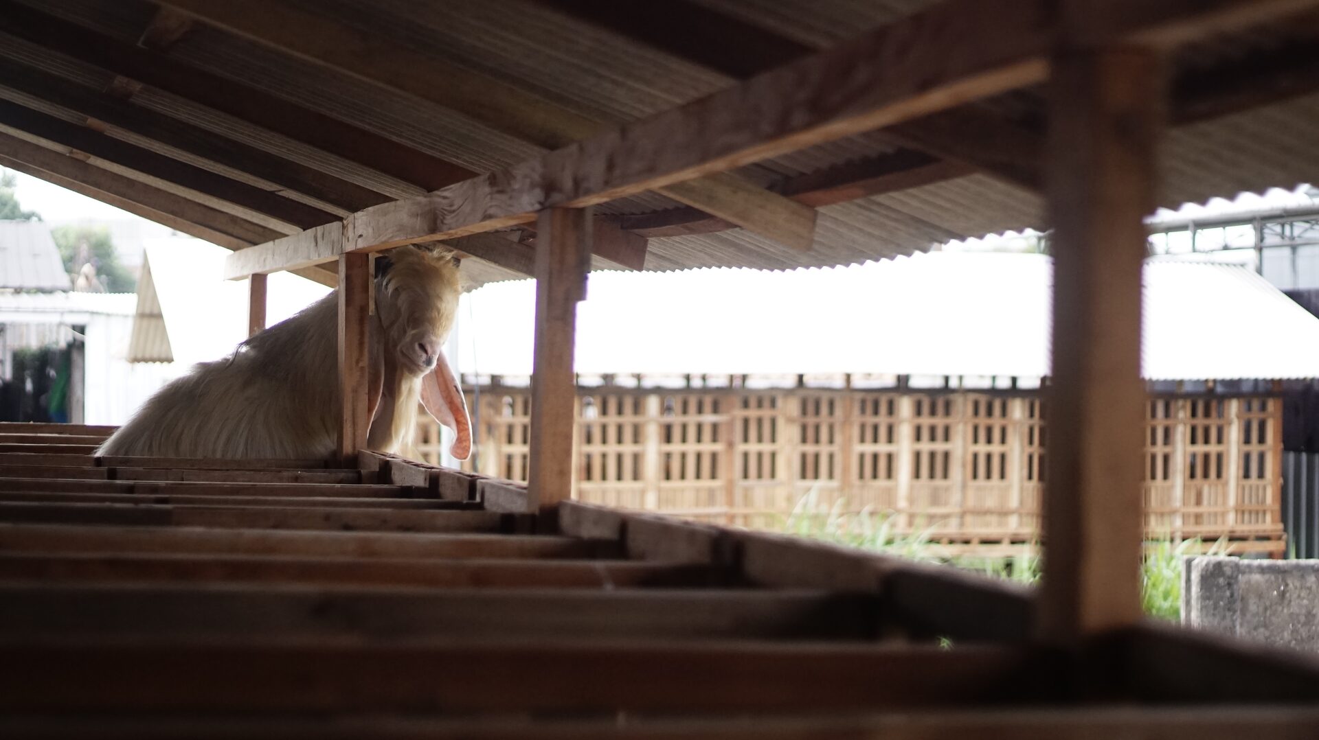 Jawarandu Putih Jumbo 7