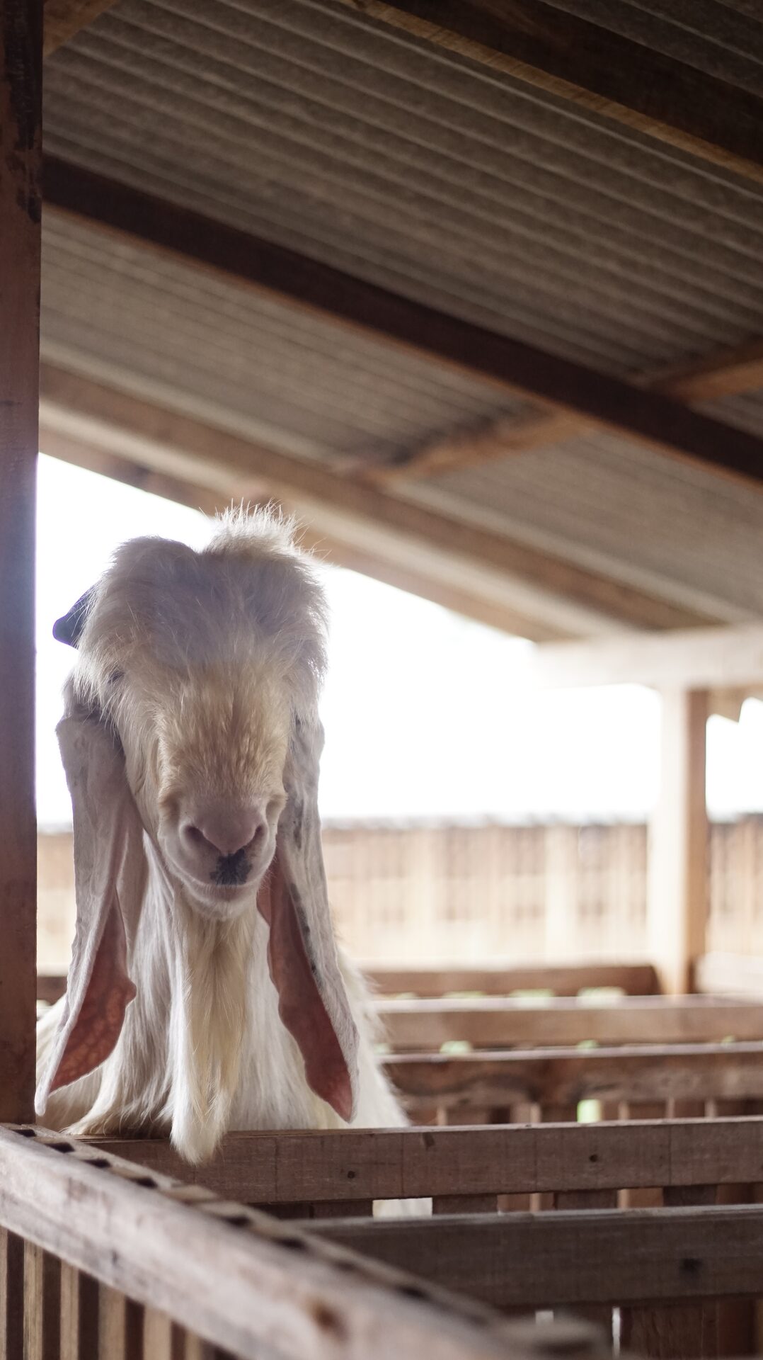 Jawarandu Putih Jumbo 8