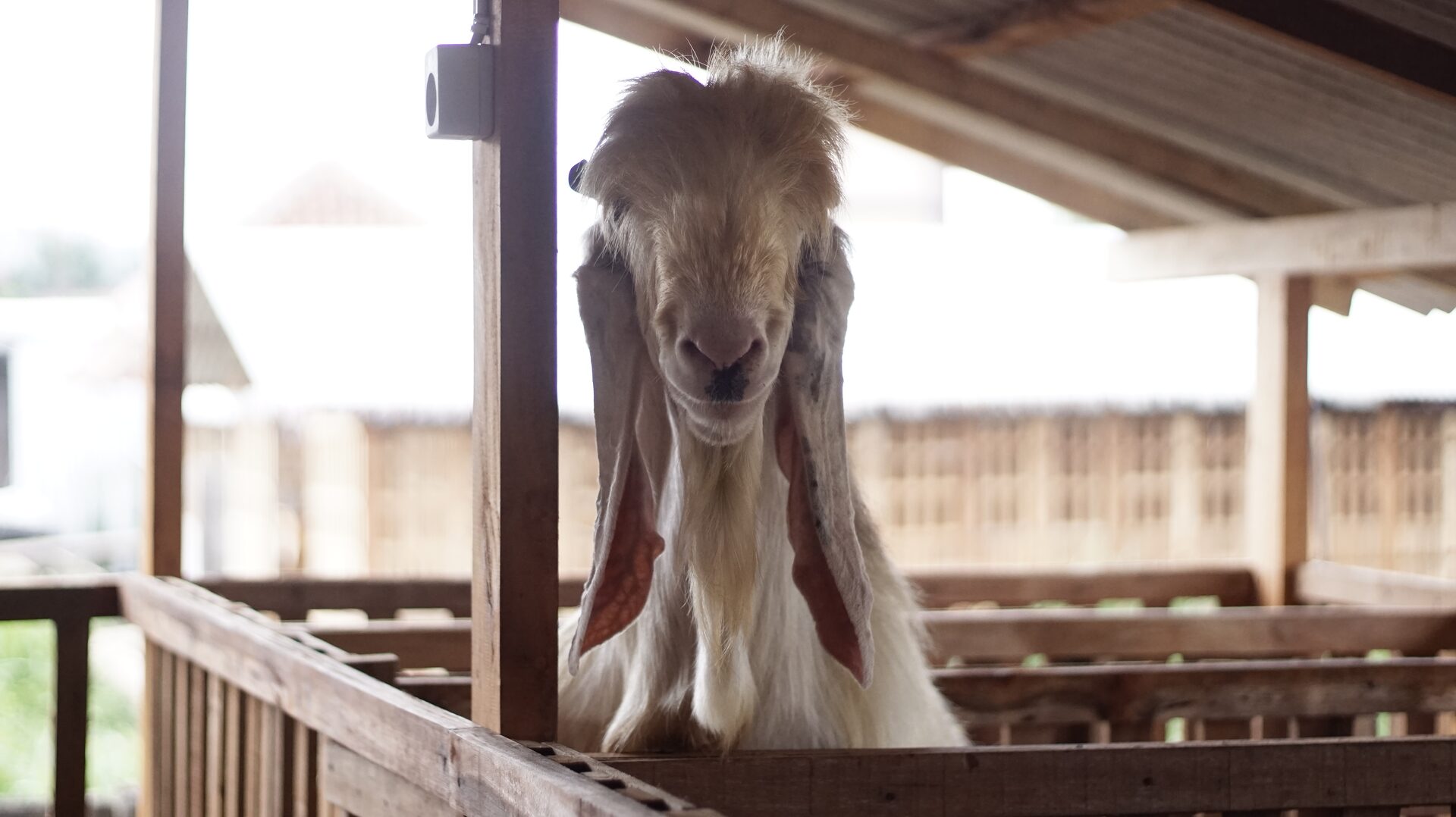 Jawarandu Putih Jumbo 9