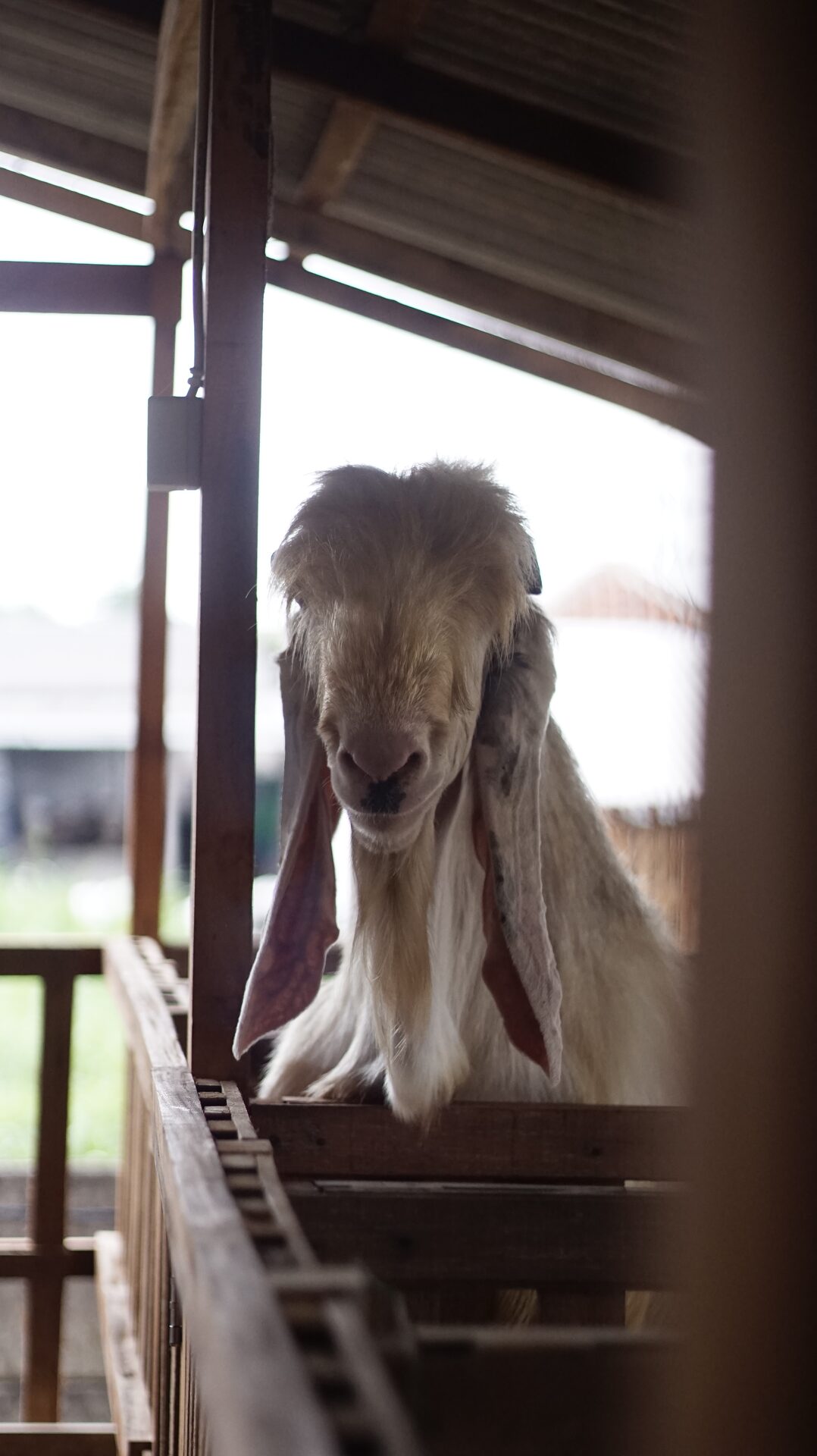 Jawarandu Putih Jumbo 10