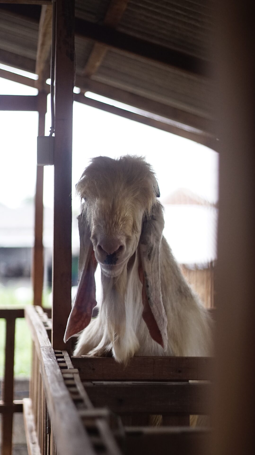 Jawarandu Putih Jumbo 11