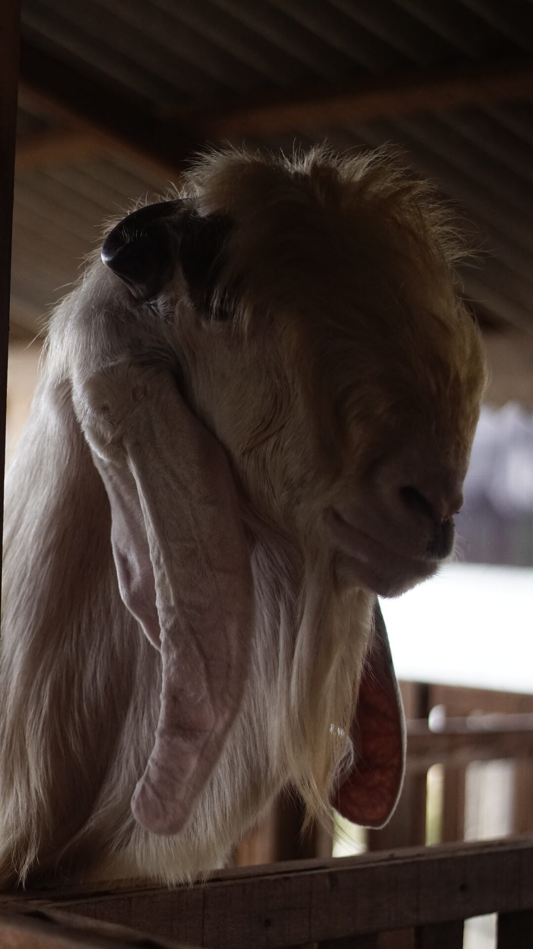 Jawarandu Putih Jumbo 12