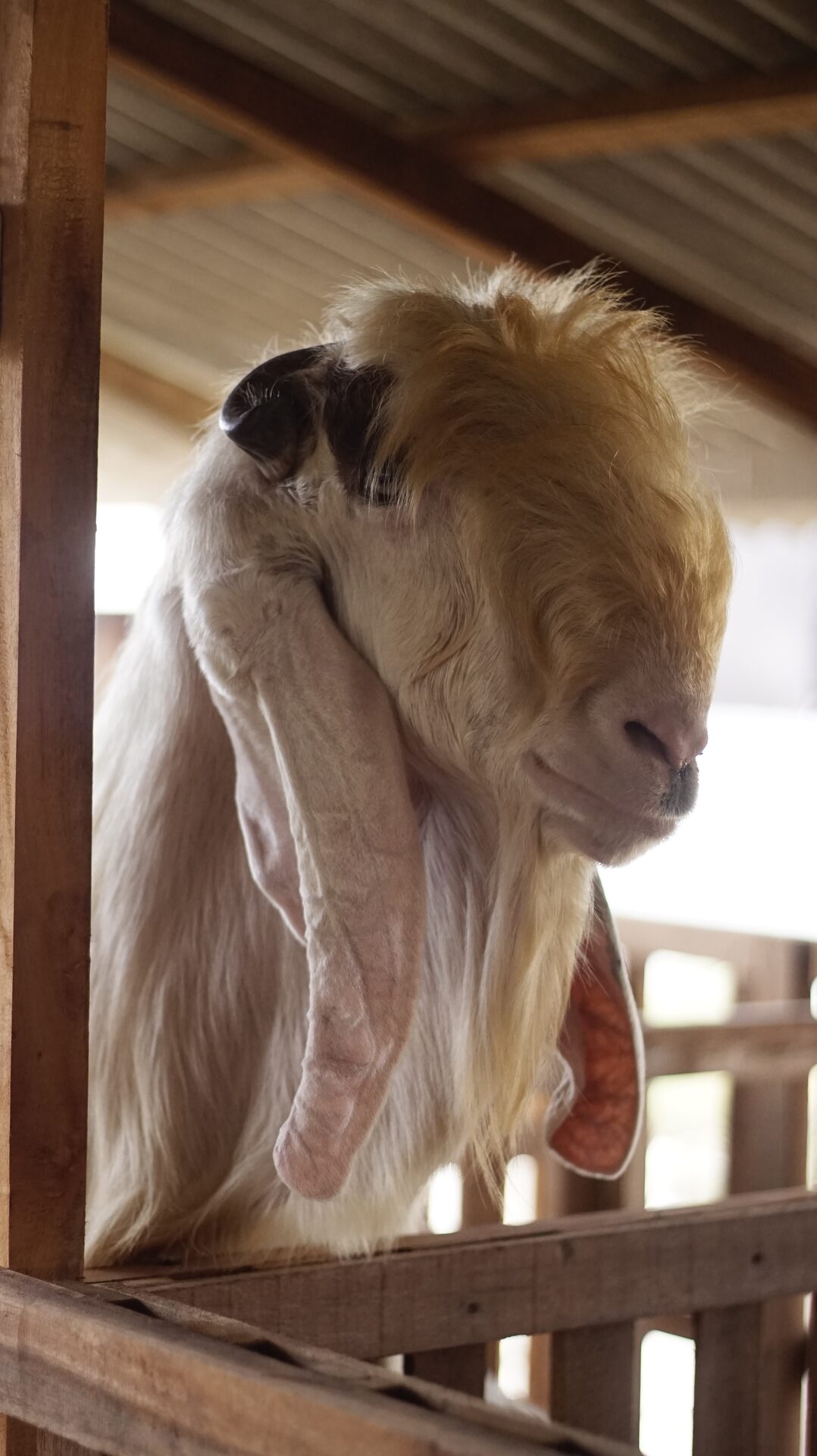 Jawarandu Putih Jumbo 13