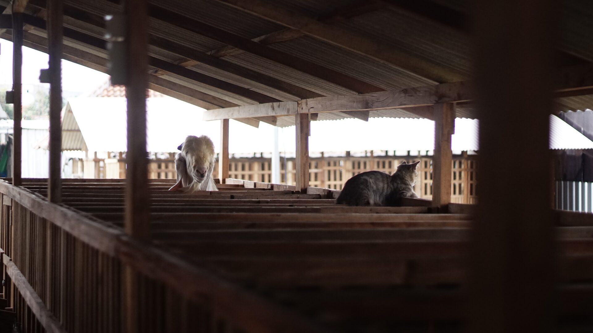 Jawarandu Putih Jumbo 14