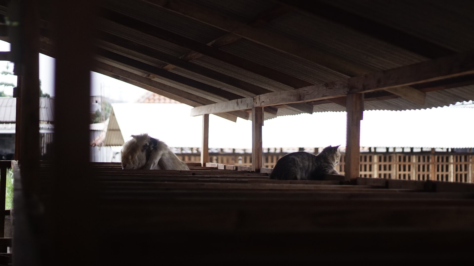 Jawarandu Putih Jumbo 15