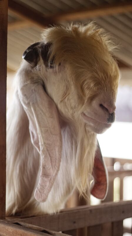 Jawarandu Putih Jumbo