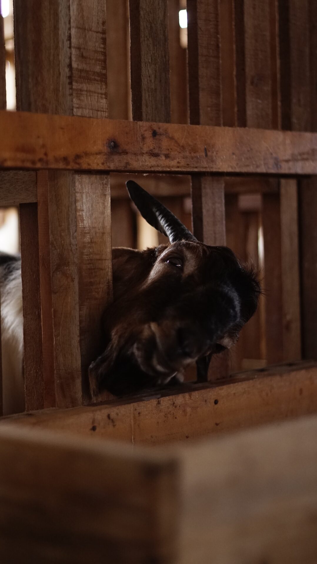 Jawarandu Putih Kepala Merah Tanduk Panjang