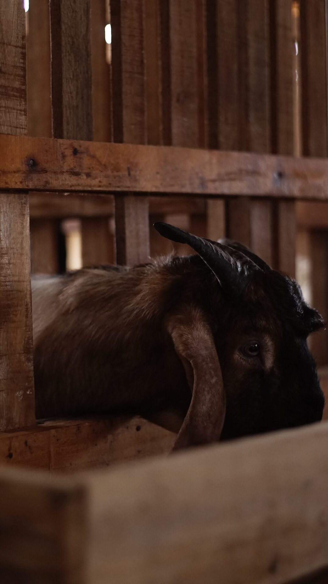 Jawarandu Putih Kepala Merah Tanduk Panjang 2