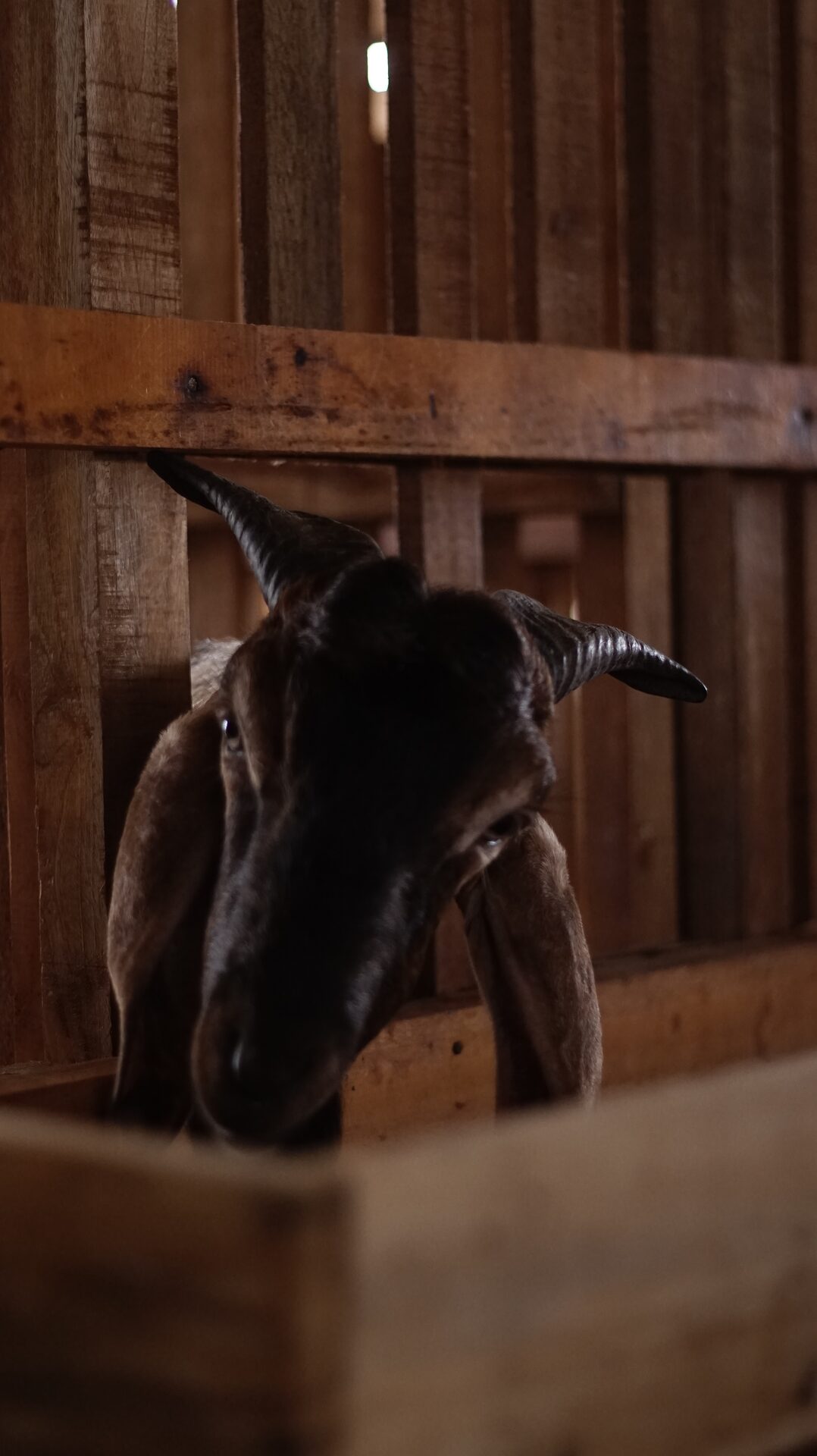 Jawarandu Putih Kepala Merah Tanduk Panjang 3