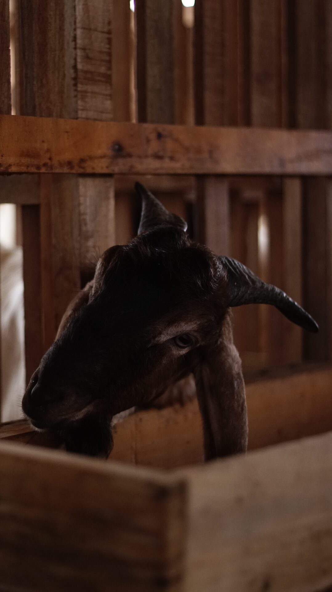 Jawarandu Putih Kepala Merah Tanduk Panjang 4