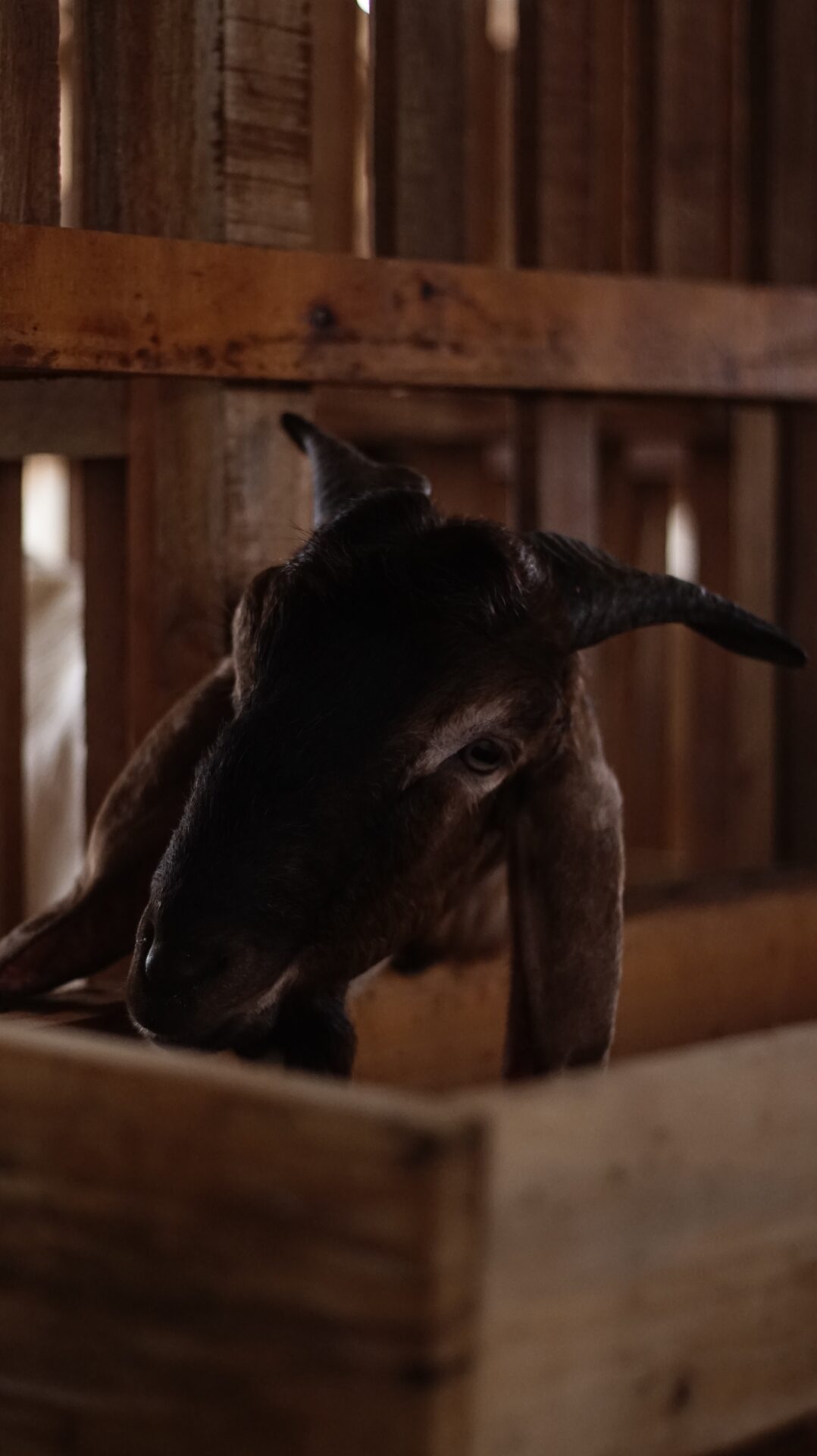 Jawarandu Putih Kepala Merah Tanduk Panjang 5
