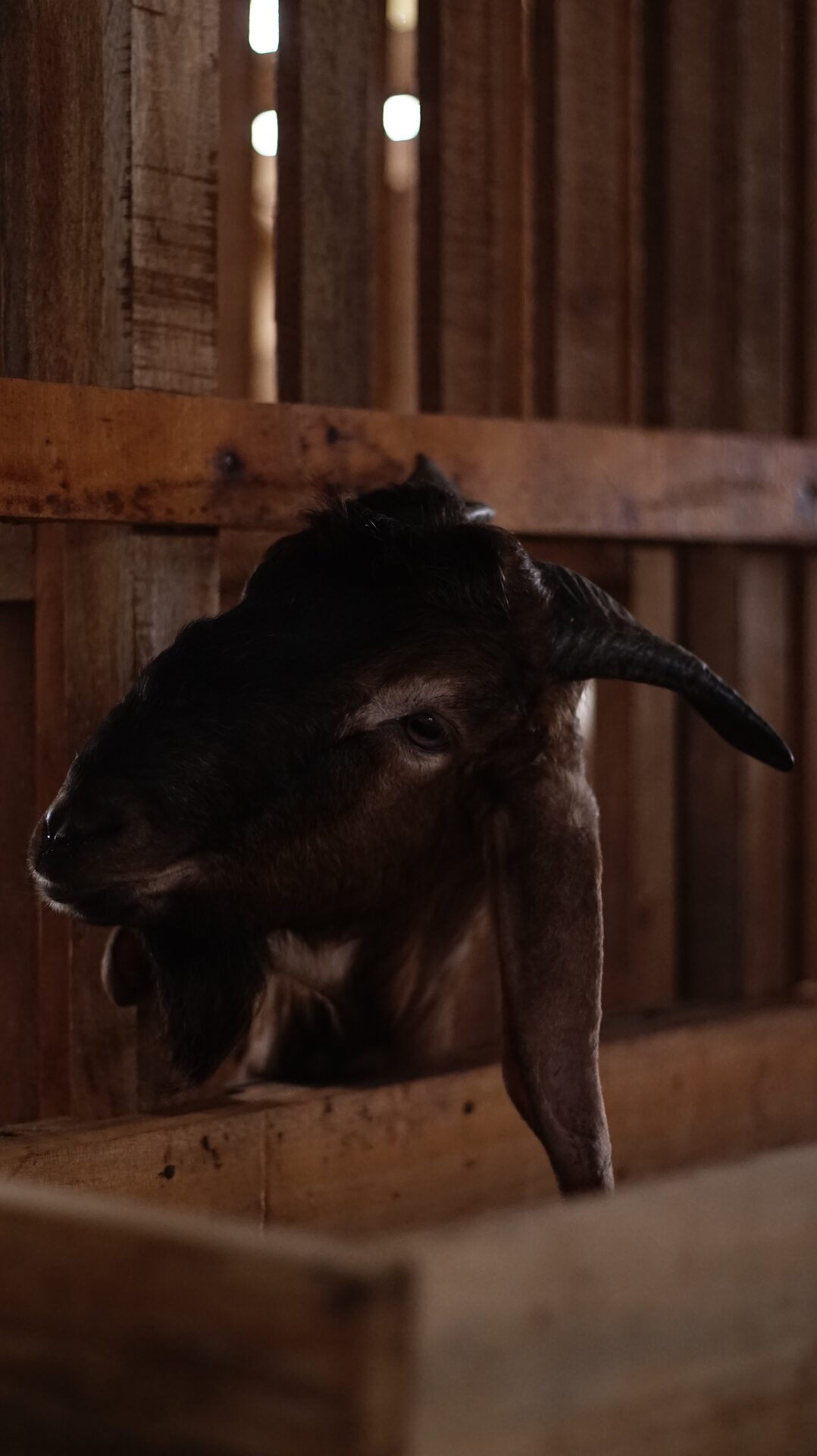 Jawarandu Putih Kepala Merah Tanduk Panjang 6