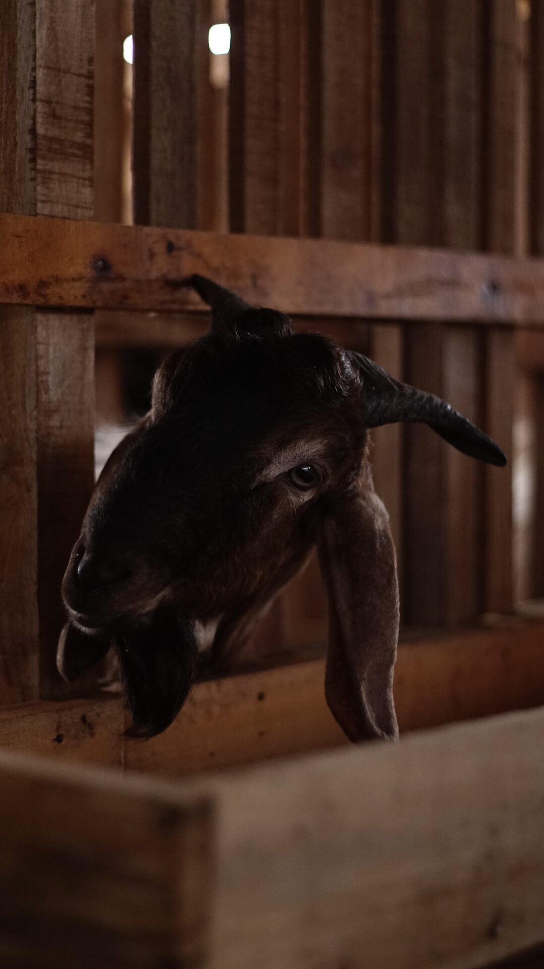 Jawarandu Putih Kepala Merah Tanduk Panjang 7