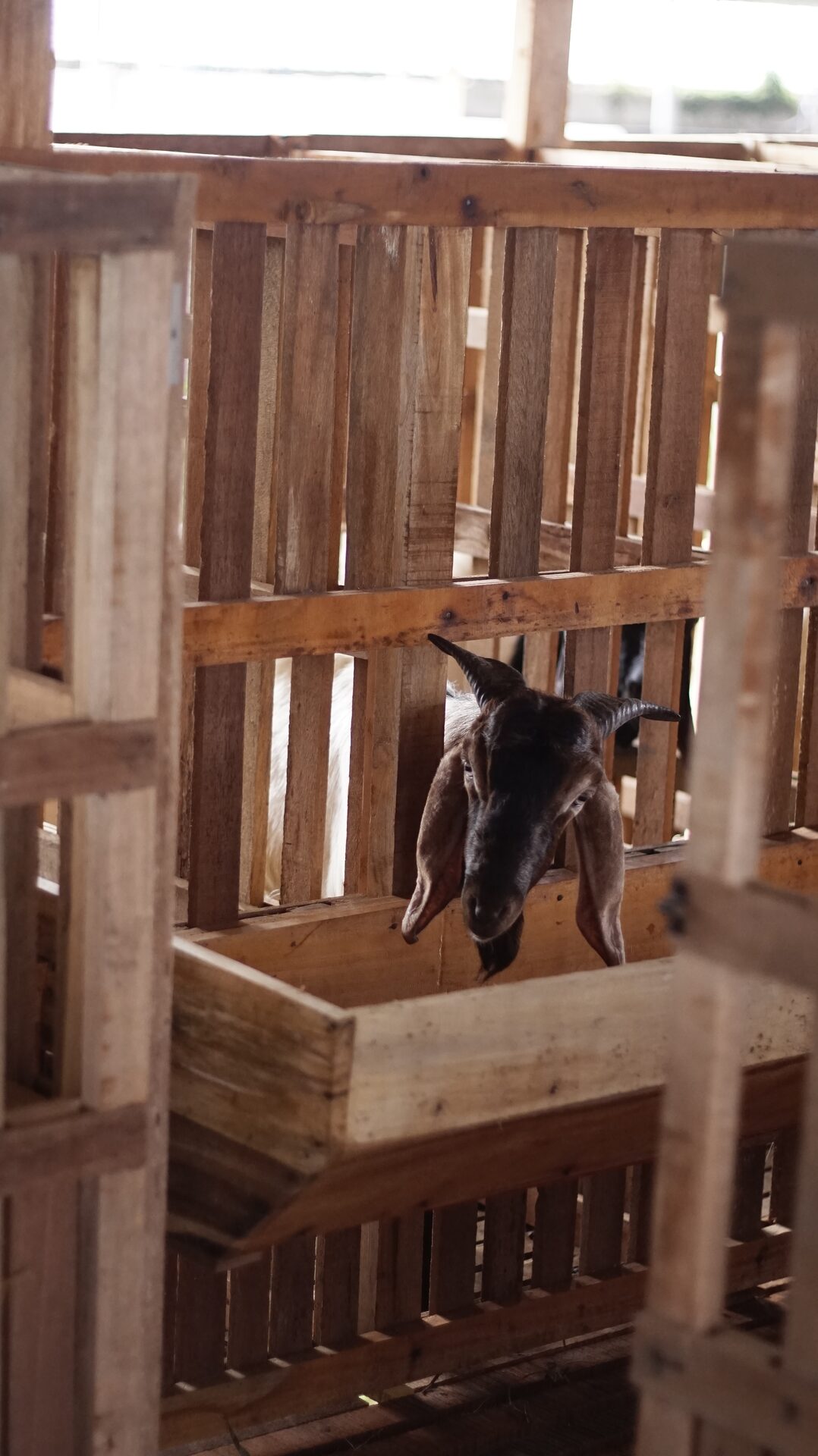 Jawarandu Putih Kepala Merah Tanduk Panjang 8