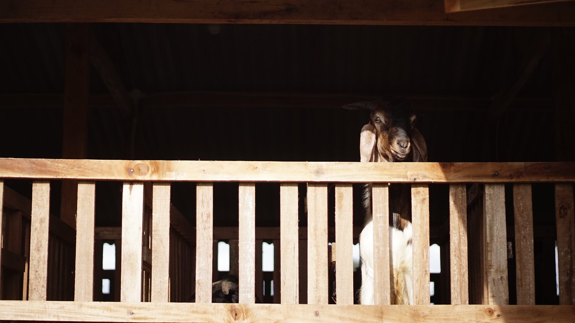 Jawarandu Putih Kepala Merah Tanduk Panjang 9