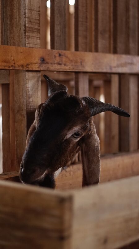 Jawarandu Putih Kepala Merah Tanduk Panjang 10