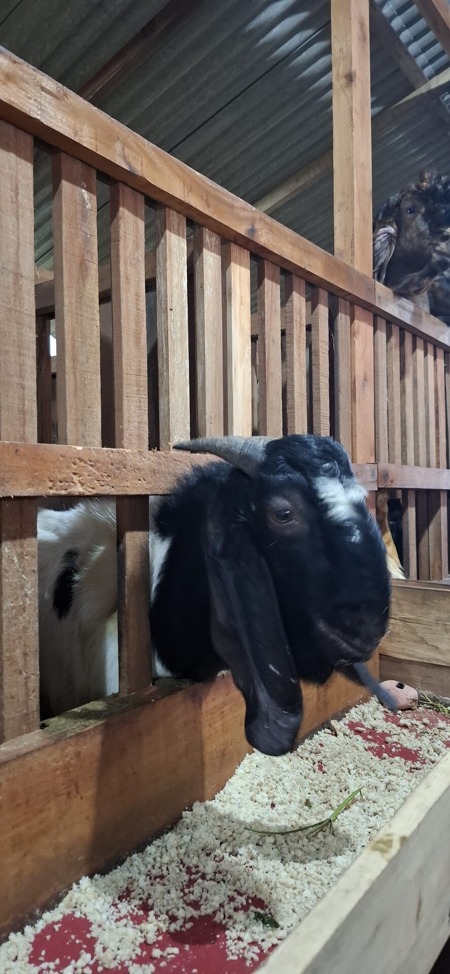 Jawarandu Putih Hitam