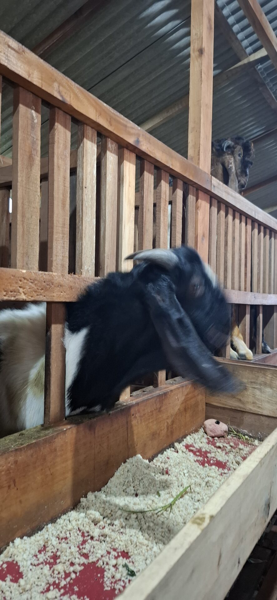 Jawarandu Putih Hitam 2