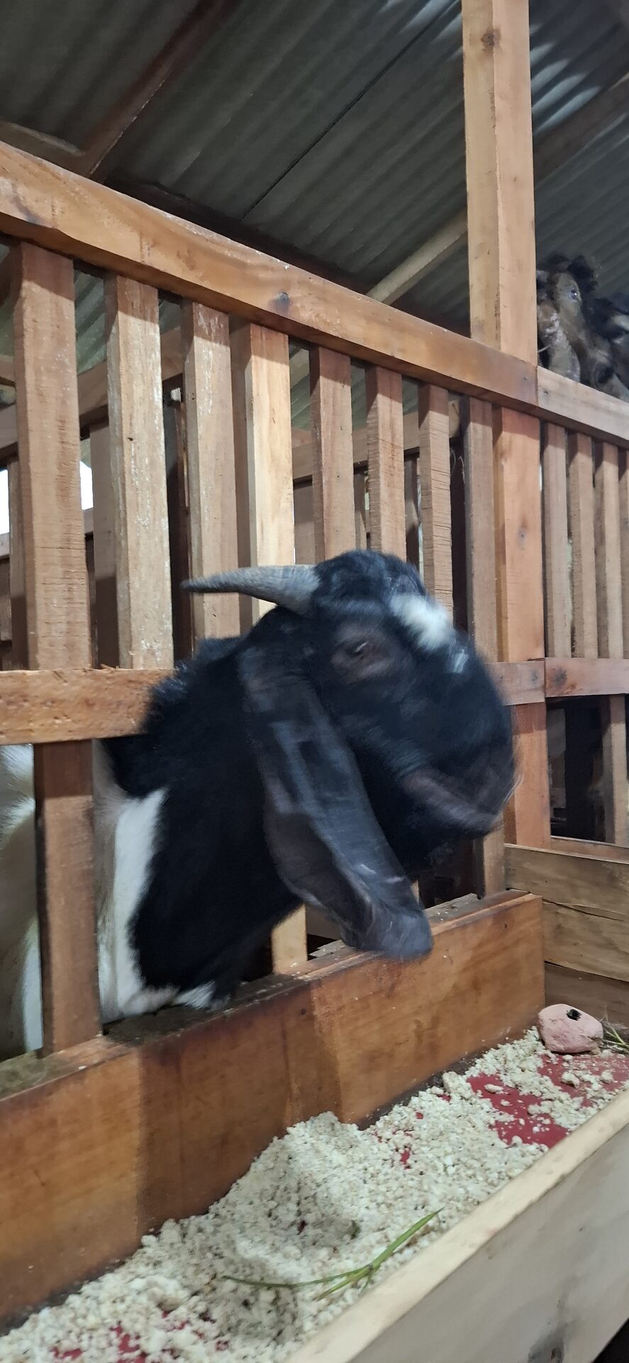 Jawarandu Putih Hitam 3