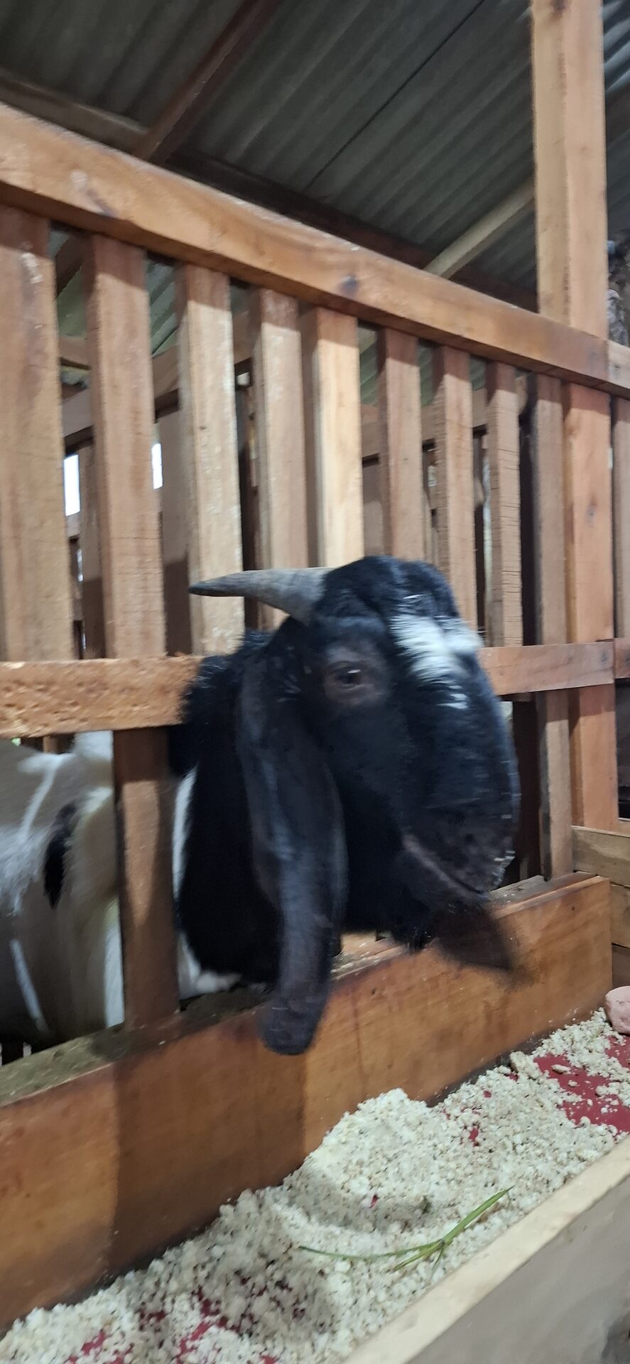 Jawarandu Putih Hitam 4