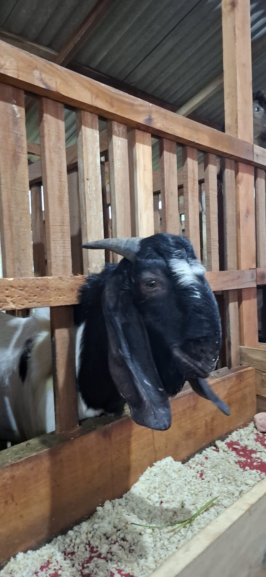 Jawarandu Putih Hitam 5