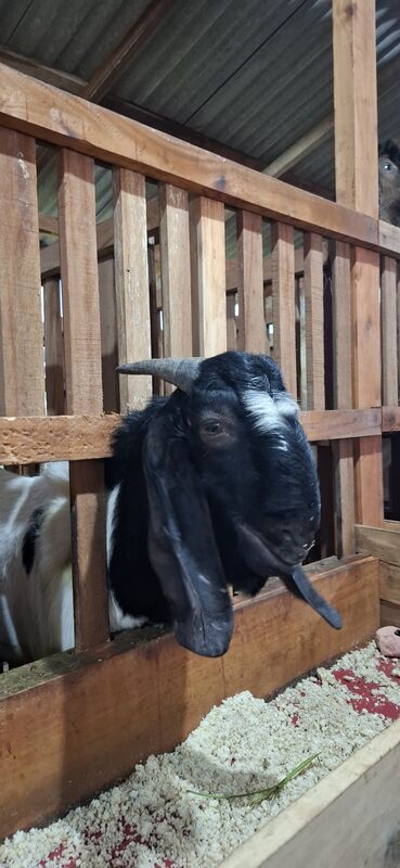 Jawarandu Putih Hitam