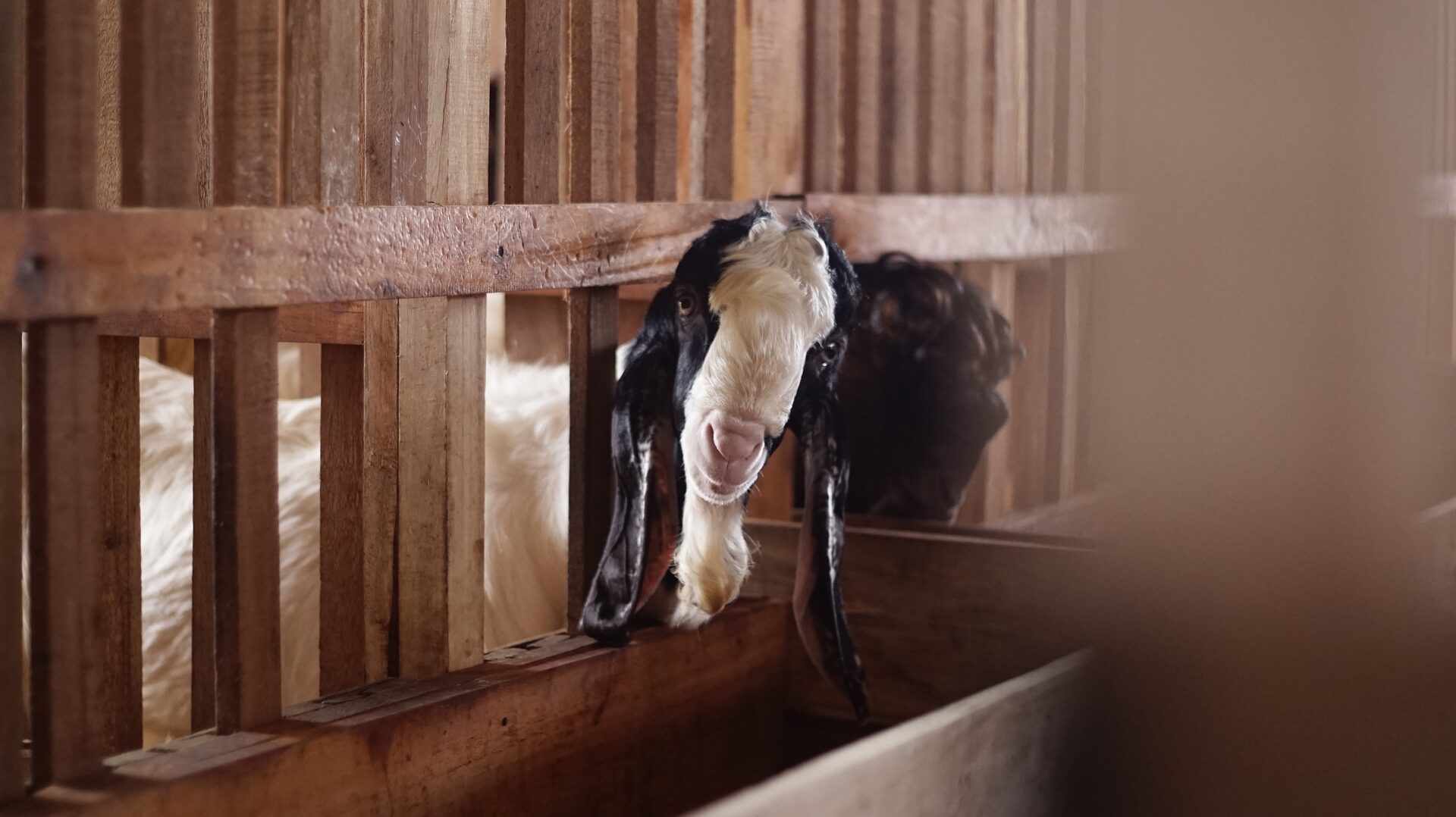 PE Putih Hitam Kepala Petak