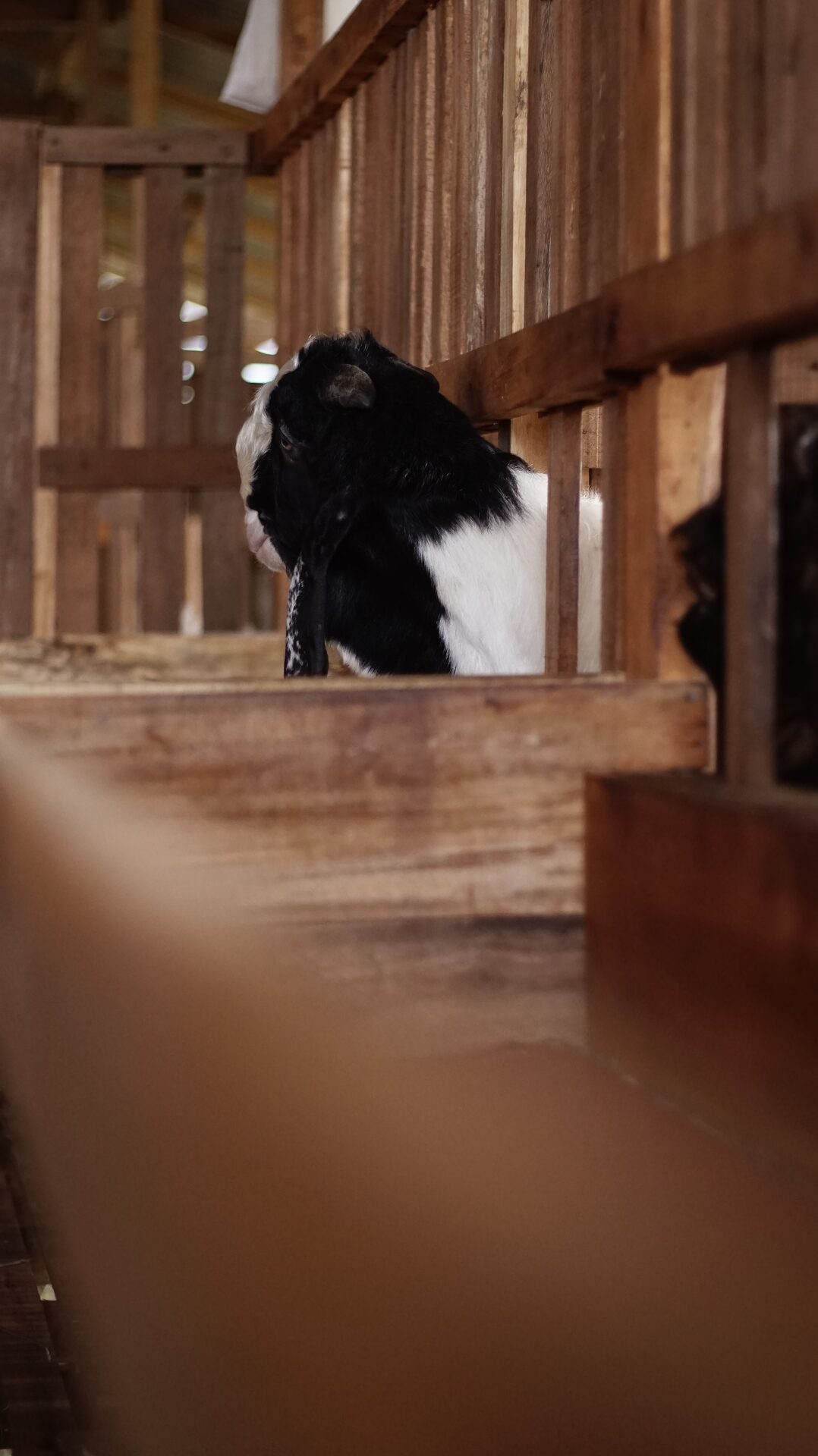 PE Putih Hitam Kepala Petak 2