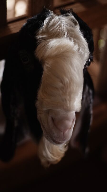 PE Putih Hitam Kepala Petak 3